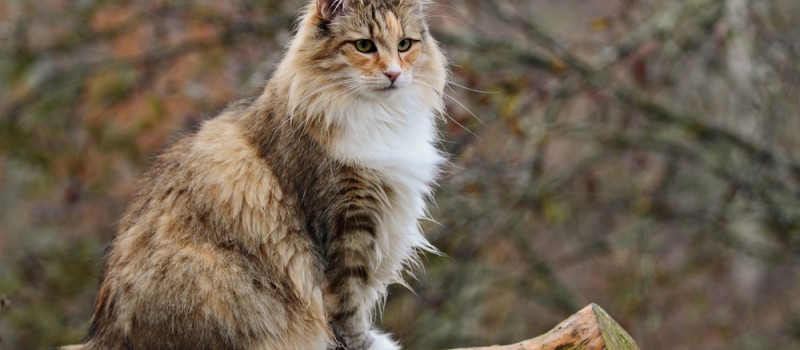 Kot tygodnia – Kot Norweski Leśny